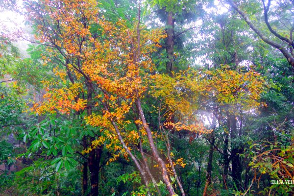 太平山山毛欅步道1148217