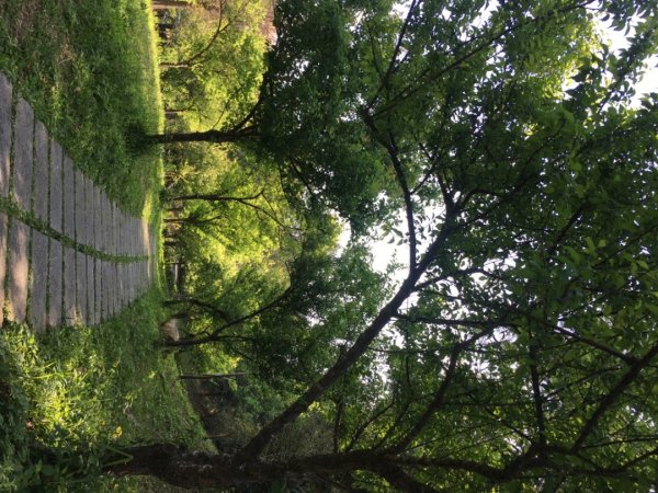 福氣步道、養生步道、長庚養生文化村2441877