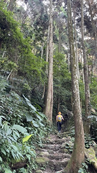 五指山連峰走 比中指最氣勢1893614