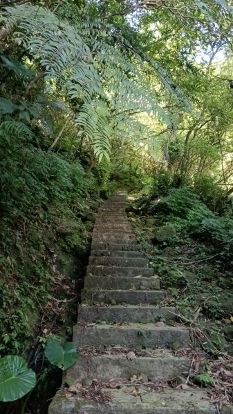 石碇區石霸尖-皇帝殿東峰-玉京山找尋艷紅花影3108307