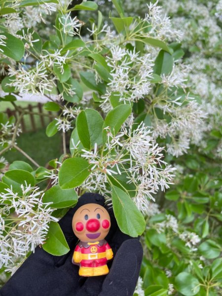 如夢似幻的四月雪-龍潭石管局-流蘇花盛開中2748605