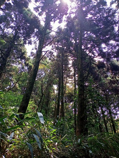 環七星山人車分道、百拉卡公路人車分道【走遍陽明山】2107388