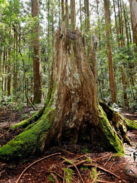 野馬瞰山步道-2025森遊竹縣皮皮獅探險隊2895230