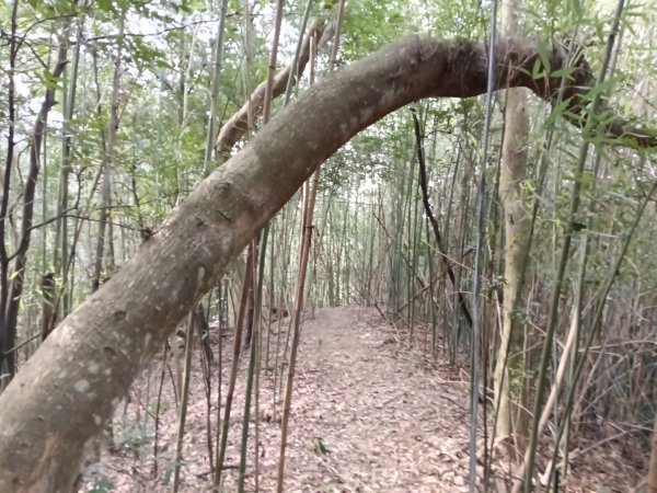 寶山鄉寶山水庫(寶山東峰+中峰+中西峰+西峰+西北峰)+尖山O型3012554