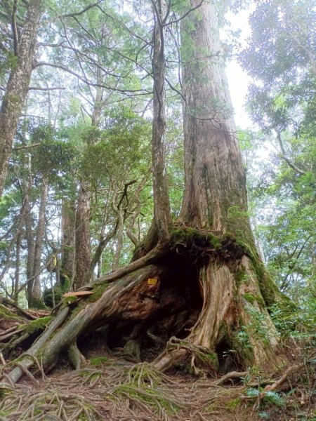 魔幻森林-塔曼山-202508102866573