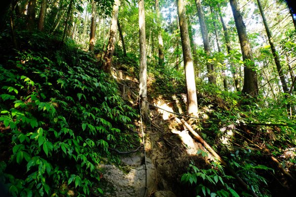 苗栗 南庄 光天高山、向天湖山3073679