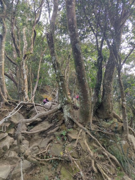 2025.01.18－仙山步道2706105