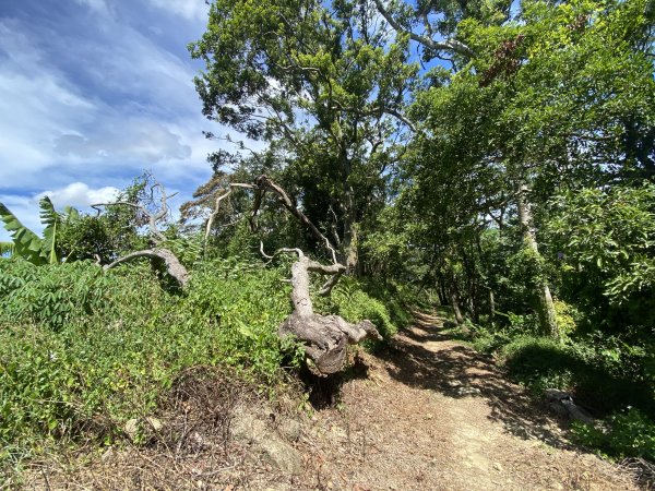 深坑 O 型環走｜大崎嶺步道・林家草厝・茶山古道・炮子崙瀑布（含冷門山徑）2895109