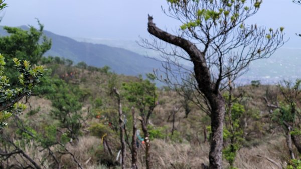 烘聖縱走-202504132859840