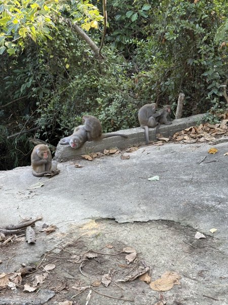 20251115壽山步道(元亨寺免費停車啟登)2938466