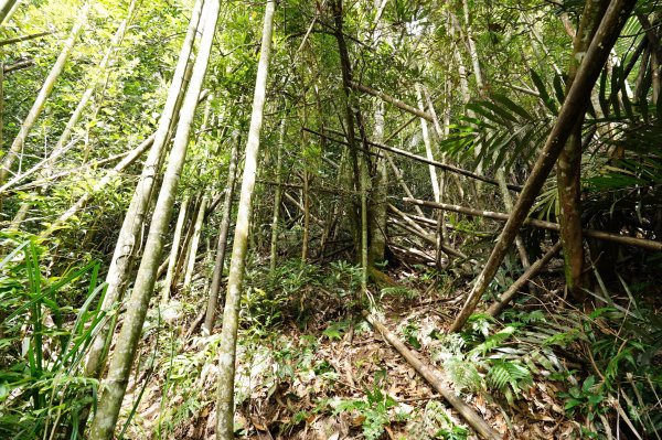 新竹 五峰 扇子排山2634120