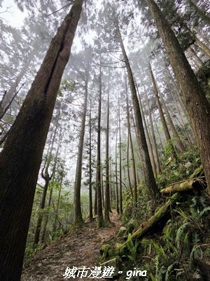 【台中和平】橫嶺山自然步道_木馬古道3095024