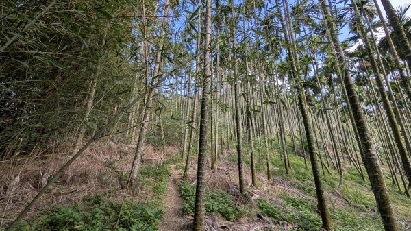 114.11.23龍泉山寺-成福山-十八羅漢岩-石門內尖山-石門內尖山東峰之旅2943732