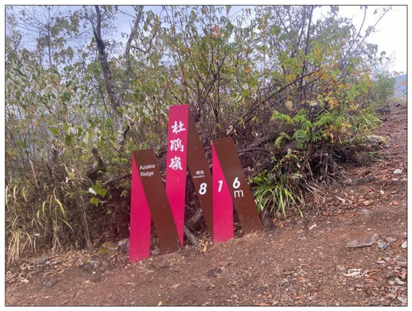 惠蓀林場 杜鵑嶺 O遶一圈