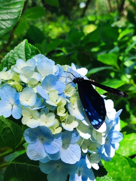 觀音山小鷹尖2818046