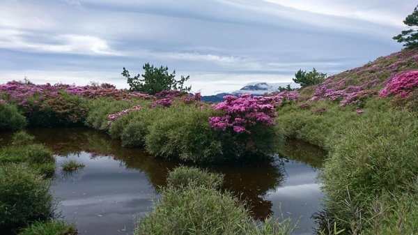 合歡山北峰 紅毛杜鵑611422