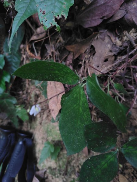 鳳鳴古道 鳳鳴山 南隘勇（南長城）古道 三湖山 八達嶺（龍骨）古道 綠色古道 延平古道2975109