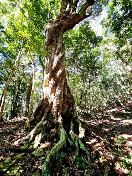 鳴海山-小百岳#71-高雄市茂林區2930868