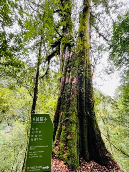 1111009拉拉山神木群步道1871162