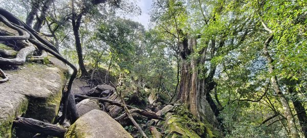 2025/04/04_加里山登山步道2755037