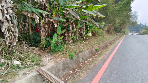 溪頭鳳凰山（米堤飯店香蕉園登山口）2070637