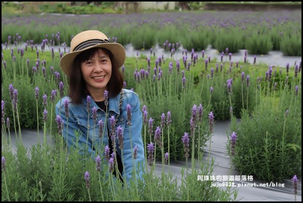 葛瑞絲香草田907802