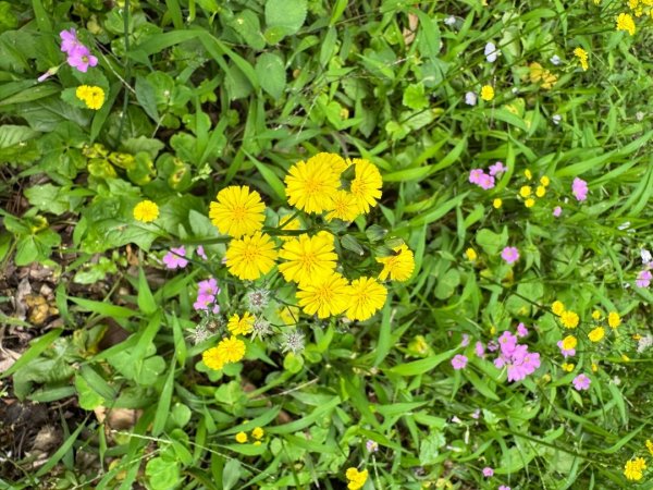 無耳茶壺山 看風景3026443