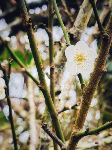 1140101元旦爬山趣2680855