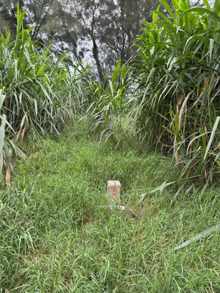 鐵砧山O型：尋找在荒煙蔓草中的一等三角點