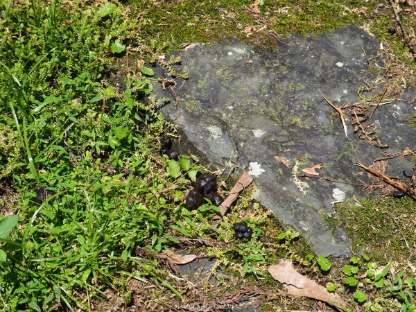 《宜蘭》植物博物館｜員山福山植物園201805182889166