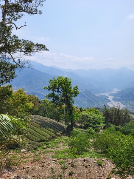 2026.03.30 茶園、梅園、視野都極美的玉打山觀景臺3073626
