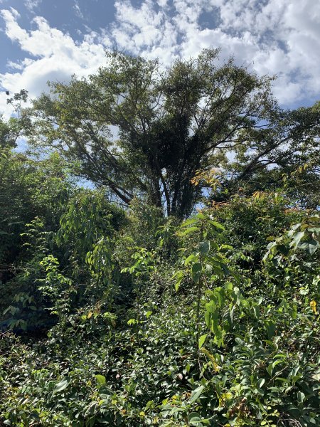 20250315屏東頭崙山-頭崙山西北峰2737232