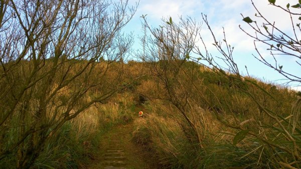 陽明山東西大縱走，下次再把西段走完1963560