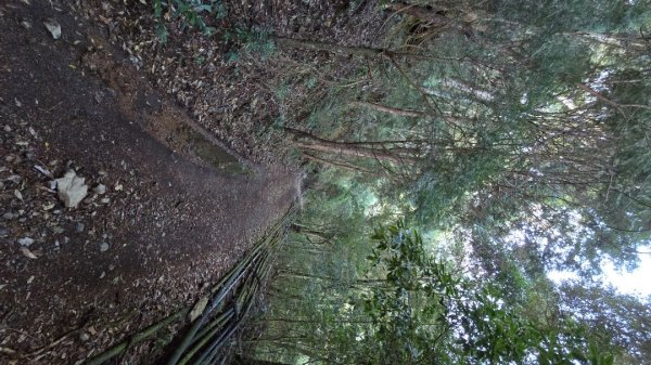 郡大林道19k之郡大神木群二刷～雲海滿出來～2451870