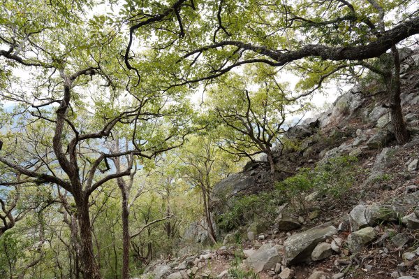 台中 和平 東卯山2674516