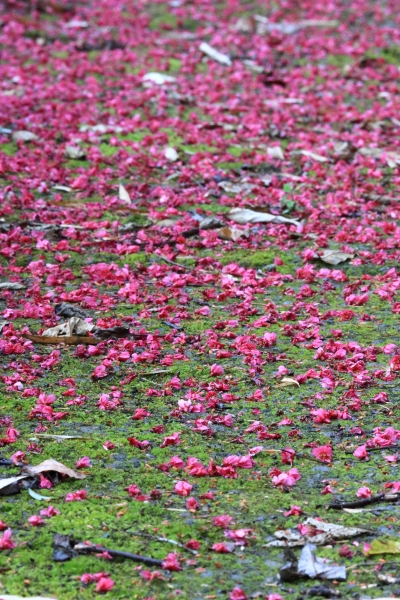 金針山。花13205