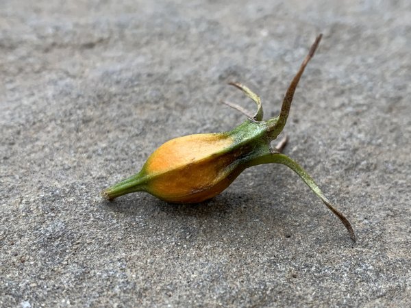 20250329屏東里龍山2750619