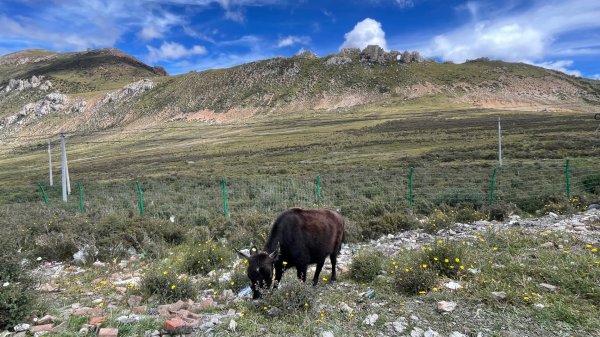 西藏♥️可愛動物🐎人物寫真/拉薩旅拍/美食2902962