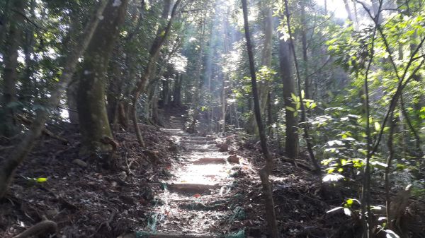 橫嶺山自然步道 2017 08 18156538