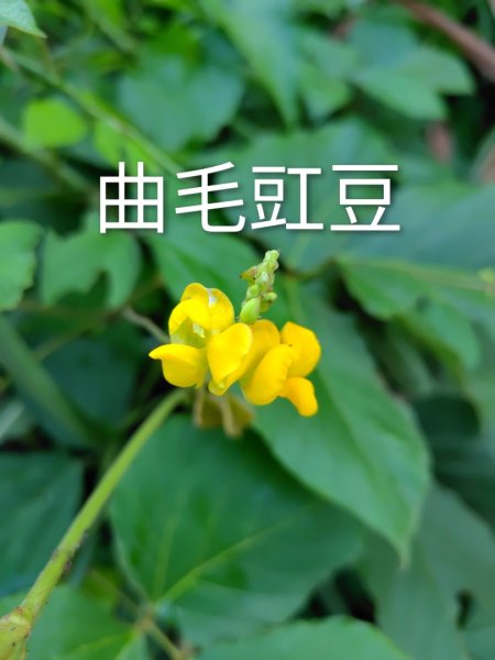 唐子恩山 廢棄油礦2919006