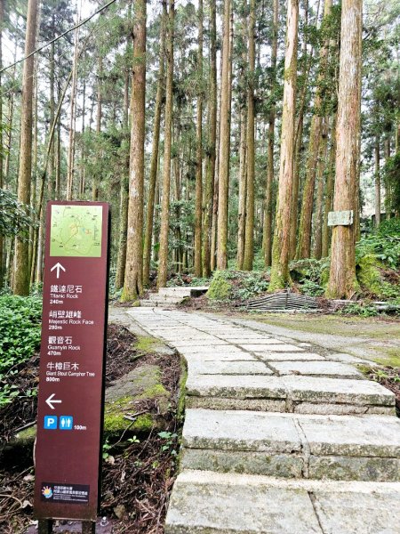 阿里山頂湖步道 - 2024嘉遊好步道．來嘉走走2631670