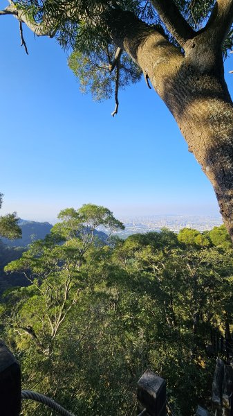 241206-小百岳#040聚興山+#042南觀音山。美美兔何以半天登上兩小百。2667353