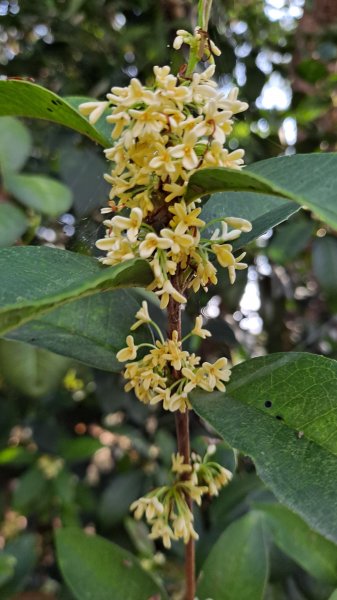 台北大縱走第一段1249066