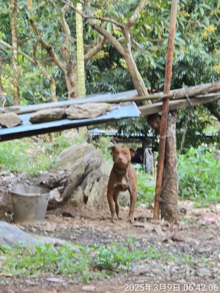 田良井山六連峰(屏東三地門) 探勘初體驗2025年3月9日2731530