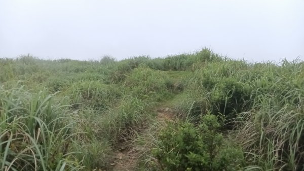 瑞芳區金瓜石地質公園-大粗坑古道(大粗坑山+小金瓜露頭)-樹梅坪-百二崁古道-金瓜石地質公園步道O型3055291