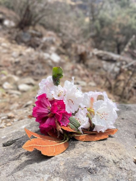 尼泊爾聖母峰EBC基地營❤️風景篇2790966