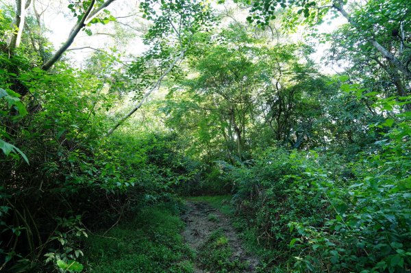 苗栗 大湖 金童山、玉女山、汶水山2806928