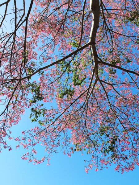 後花園散散步2936582