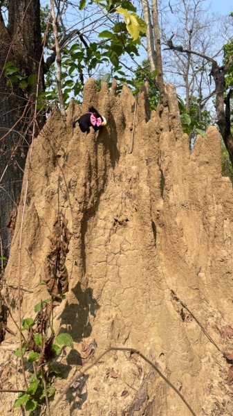 尼泊爾奇旺國家公園4天三夜2788975