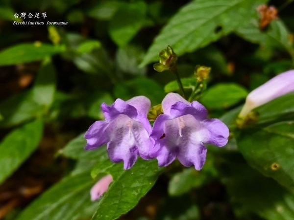 2025_0920 東滿步道